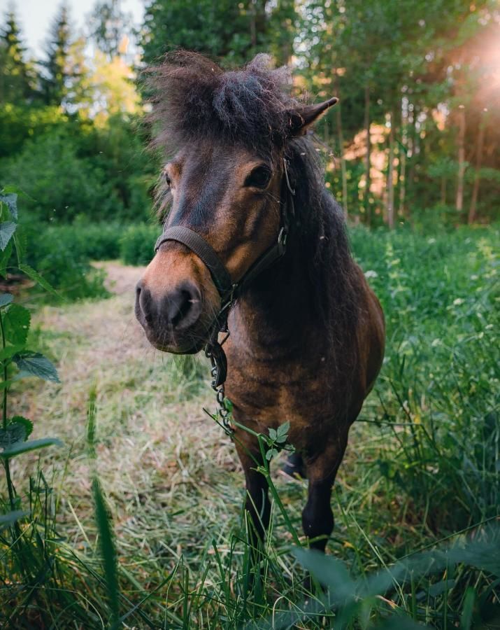 Фермерские дома Soesauna Farmstay Vetla-30