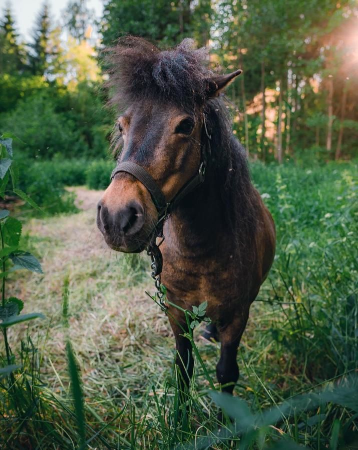 Фермерские дома Soesauna Farmstay Vetla-30